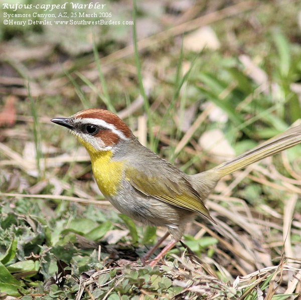 Rufous-capped Warbler